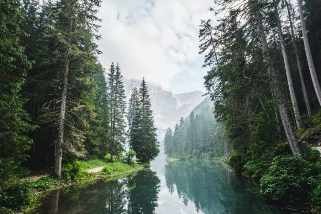 trees rivers 01.jpg